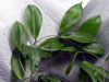 H. Neoebudica