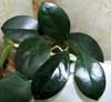 H. Australis