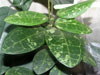H. Elliptica splash