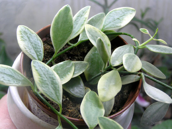  Dischidia ioantha var. 