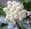 H. Lacunosa Eskimo