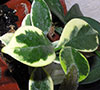 H. Australis Albomarginata