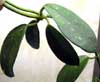H. Carnosa malaysia