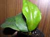 H. Chunii
