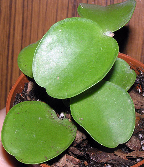  Dischidia sp. Apple leaf 