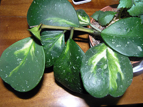  H. Obovata variegata 