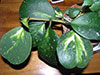 H. Obovata variegata