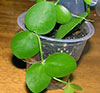 Dischidia Cleistantha