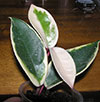 H. Carnosa Crimson Queen