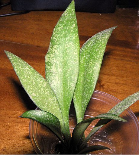  H. Parviflora Splash 