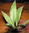 H. Parviflora Splash