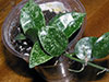 H. Lacunosa Snow Caps