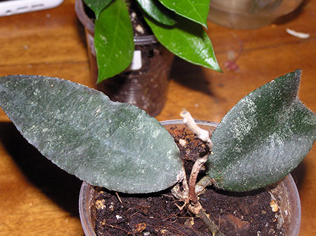  H. Caudata Sumatra 