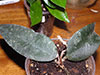 H. Caudata Sumatra