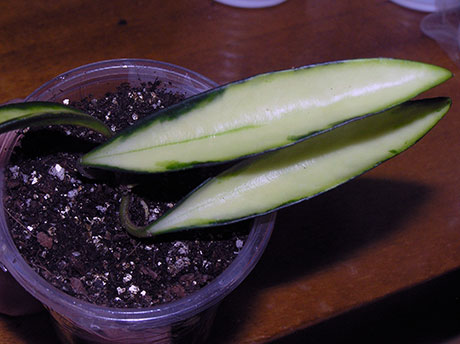  H. Kentiana Variegata 