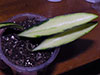 H. Kentiana Variegata