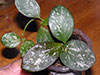 H. sp IR - 26
