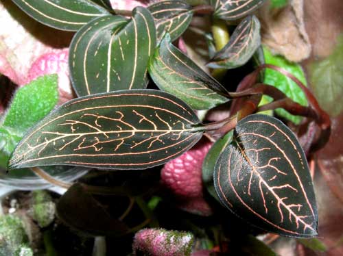  Ludisia discolor var.Dawsoniana 