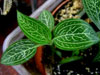  Ludisia  discolor Emerald Velvet