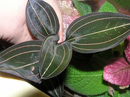  Ludisia  Tirguoise Velvet 