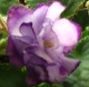Фиалка Buckeye Blushing