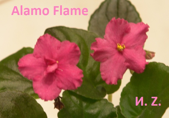  Alamo Flame 