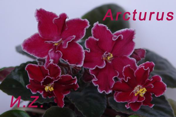  Arcturus 