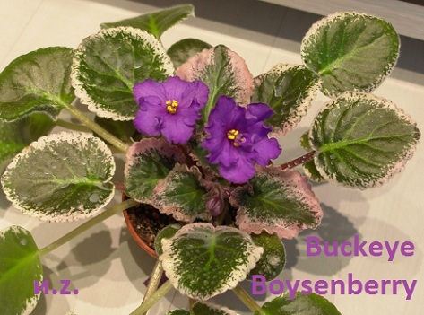  Buckeye Boysenberry 