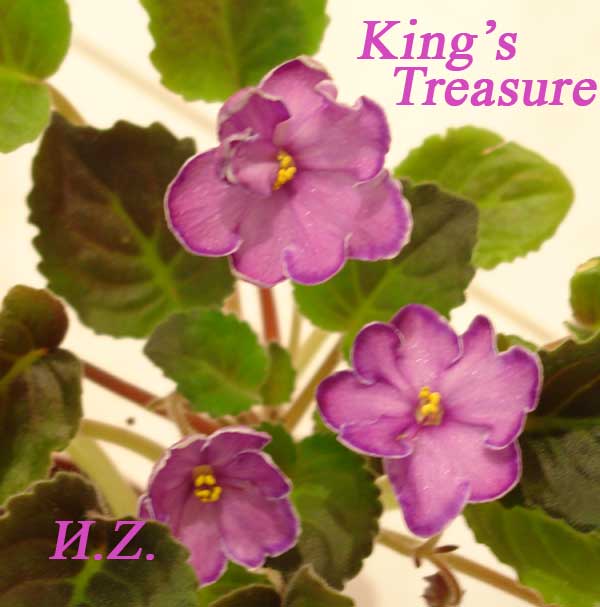 King's Treasure 