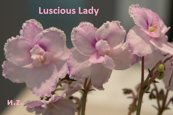  Luscious Lady 