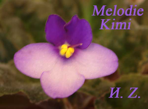  Melodie Kimi 