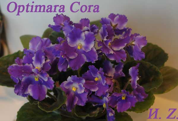  Optimara Cora 