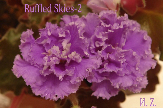  Ruffled Skies-2 