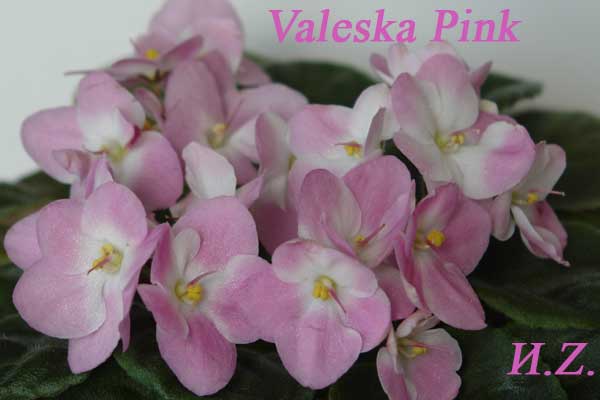  Valeska Pink 