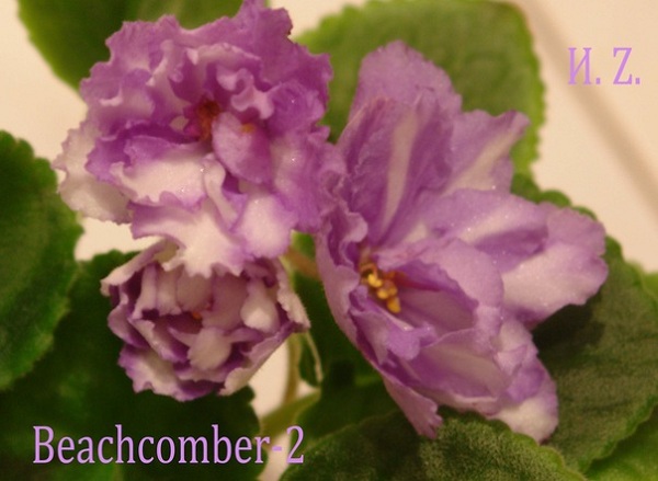  Bechcomber-2 