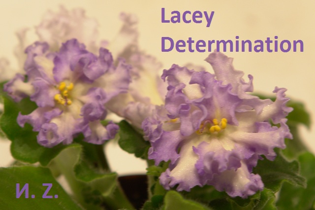  Lacey's Determination 