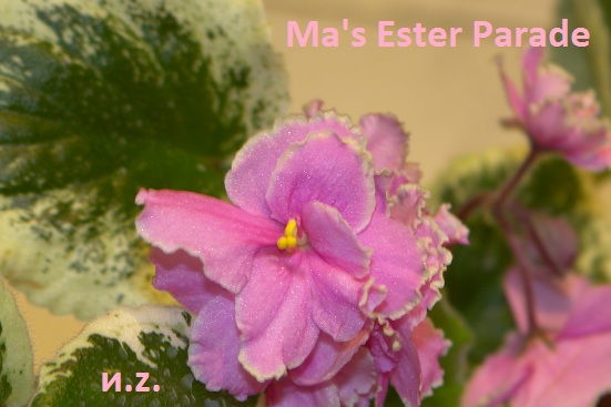  Ma`s Ester Parade 