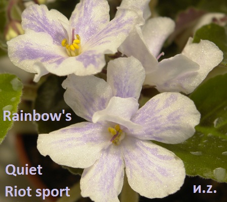  Rainbow's Quiet Riot sport 555 