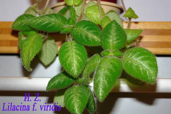  Lilacina f. viridis 
