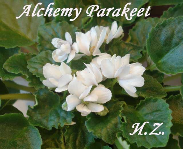  Alchemy Parakeet 