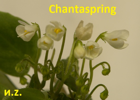  Chantaspring 