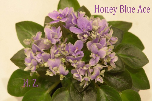  Honey Blue Ace 