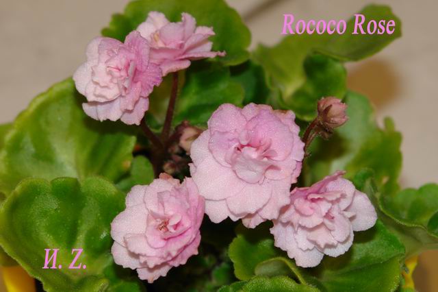  Rococo Rose 