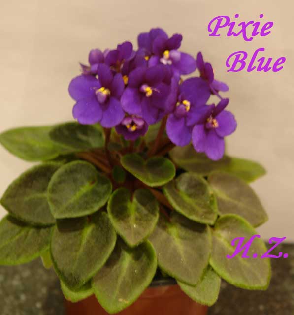  Pixie Blue 