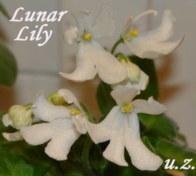  Lunar Lily 
