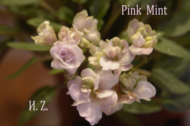 Фиалка Pink Mint