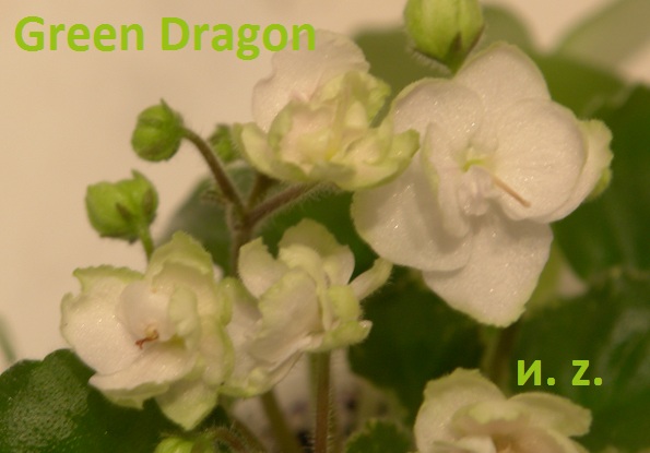  Green Dragon 