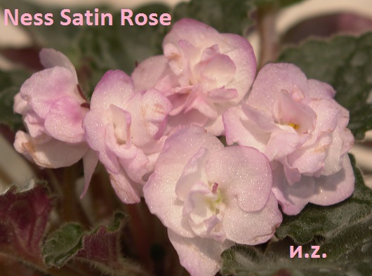  Ness' Satin Rose 