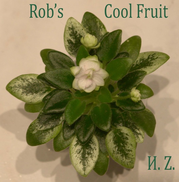  Rob's Cool Fruit 