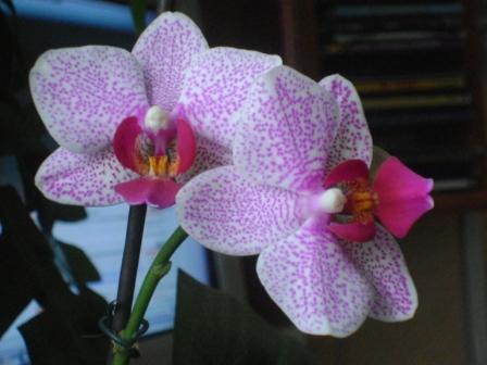  Phalaenopsis 2 